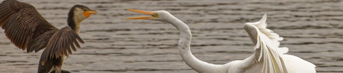 Birding Victoria - Walks and Rail Trails