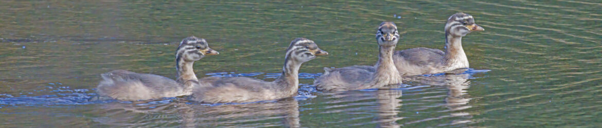 Birding Victoria - Walks and Rail Trails