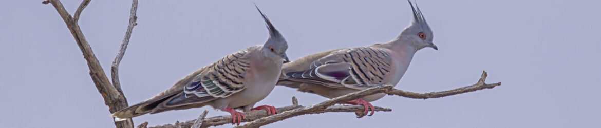 Birding Victoria - Walks and Rail Trails